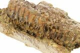 Dinosaur Jaw (Edmontosarus) Section - Wyoming #292584-1